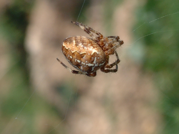 Araneus diadematus
